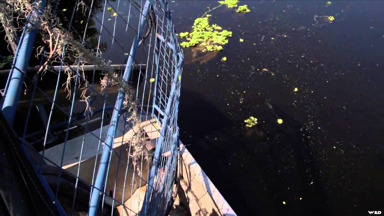 Archer's Choice - Swamp Monsters