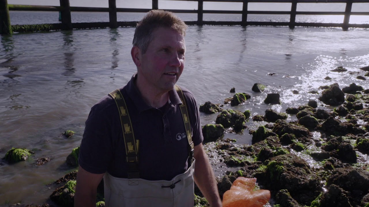 Zeewier snijden in de Oosterschelde | TV | Vroege Vogels