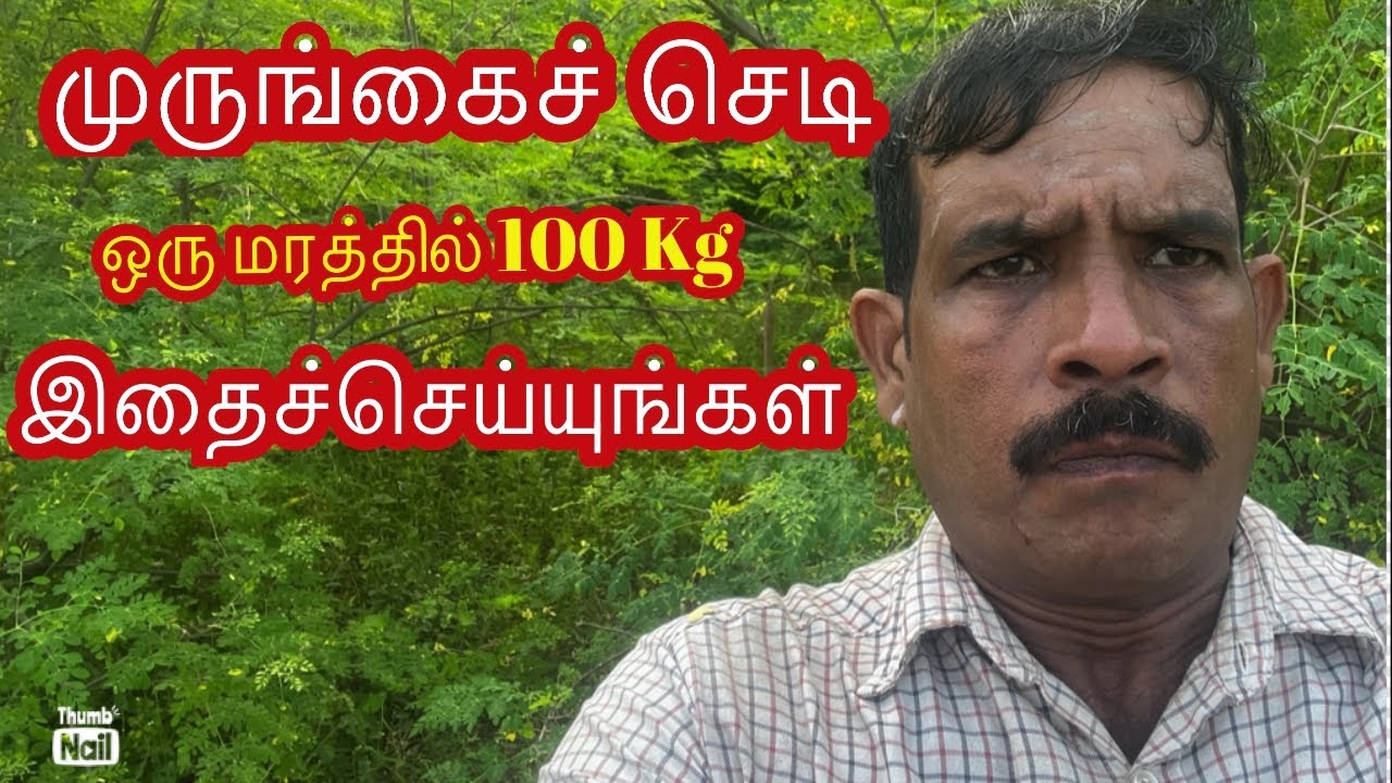 🍎முருங்கைச் செடி 💯 Kg இதைச் செய்யுங்கள்||Drum sticks Garden #Tip Tamil #ragu jeyaa