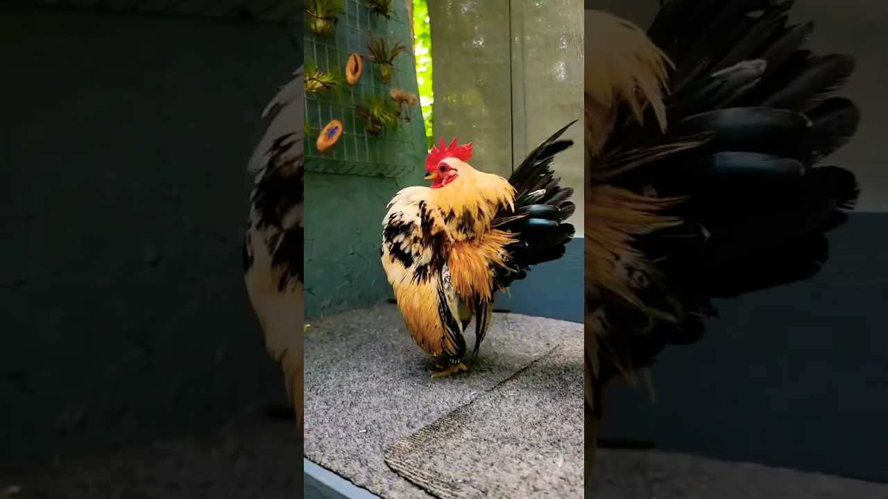 beautiful Serama rooster 🐓🐓 #birds #beauty #shorts #viral #trending #status #reels