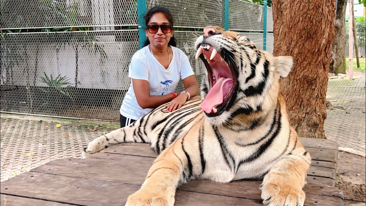 আজকে বাঘ মামার সাথে দেখা করতে গেলাম