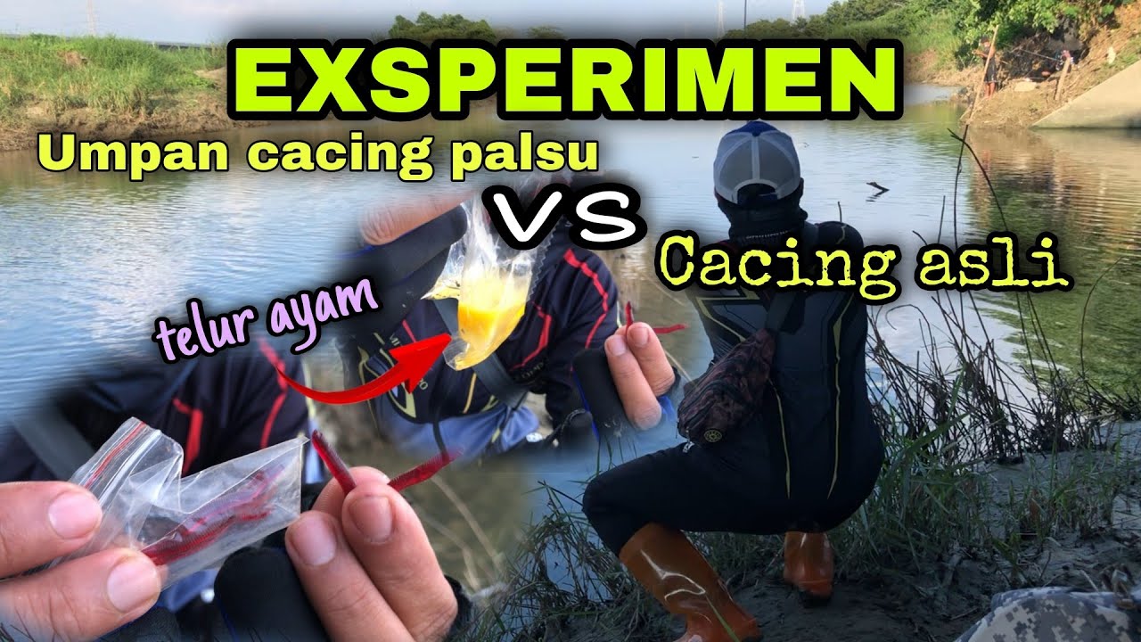 EXSPERIMEN‼️UMPAN CACING PALSU VS CACING ASLI UNTUK MANCING NILA ,DAN HASILNYA DILUAR DUGAAN 😱