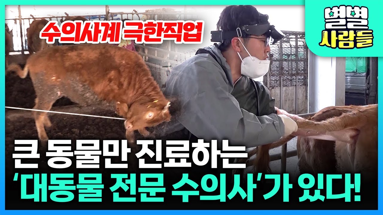 소와 같은 대동물을 담당하는 수의사가 따로 있다는 사실 알고 계시나요..? 대동물 전문 수의사 [ 별별사람들 ] 20210522