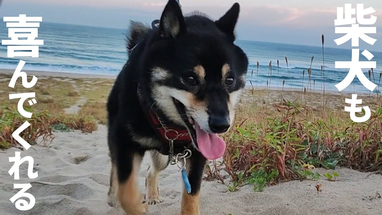 愛犬と世界遺産を巡る旅。【黒柴犬】【shiba inu】【豆柴】