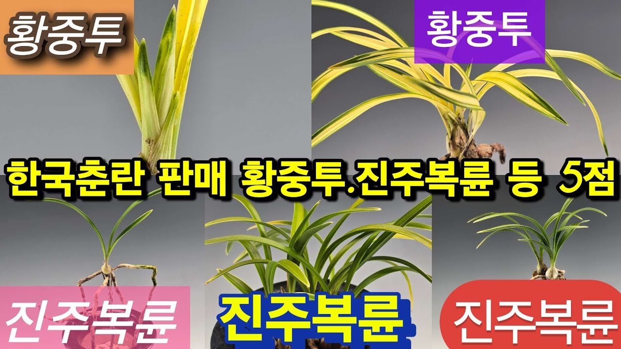 ​한국춘란 판매 | 황중투·진주복륜 등 5점 | 26년 1월 22일 춘란장터 #한국춘란 #춘란 #난초 (👇설명란 클릭)