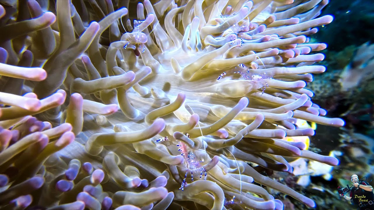 Indonesia. Raja Ampat (October 2022). Gamberetto (Ancylomenes sarasvati). (4K(.
