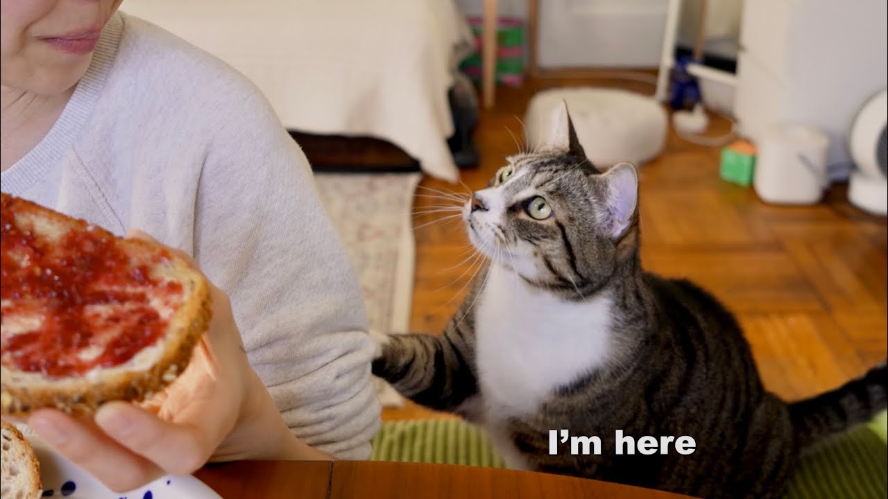 When you need emotional support (and food inspection) 