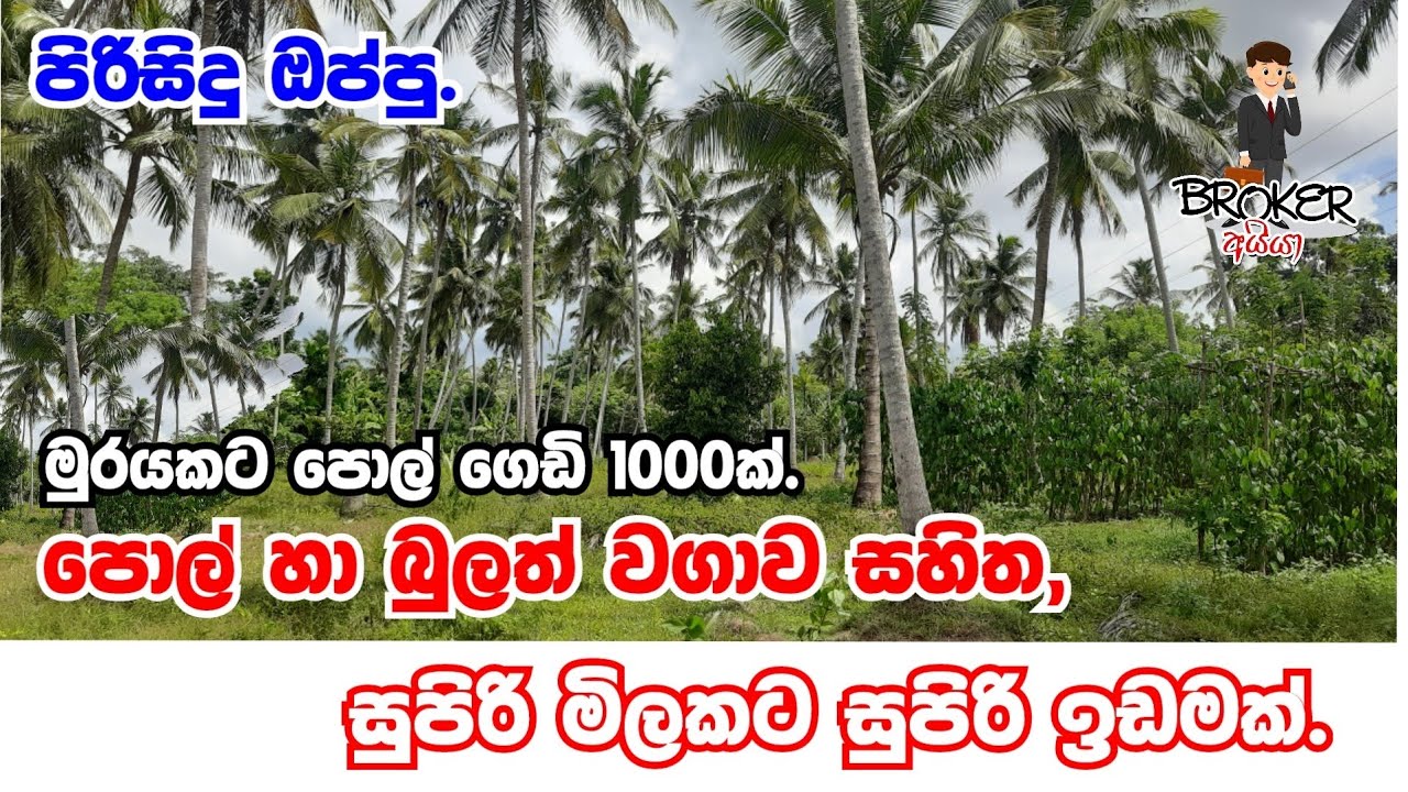Coconut land for sale in Kuliyapitiya/Kuliyapitiya pol idam/Coconut land in srilanka/Coconut land