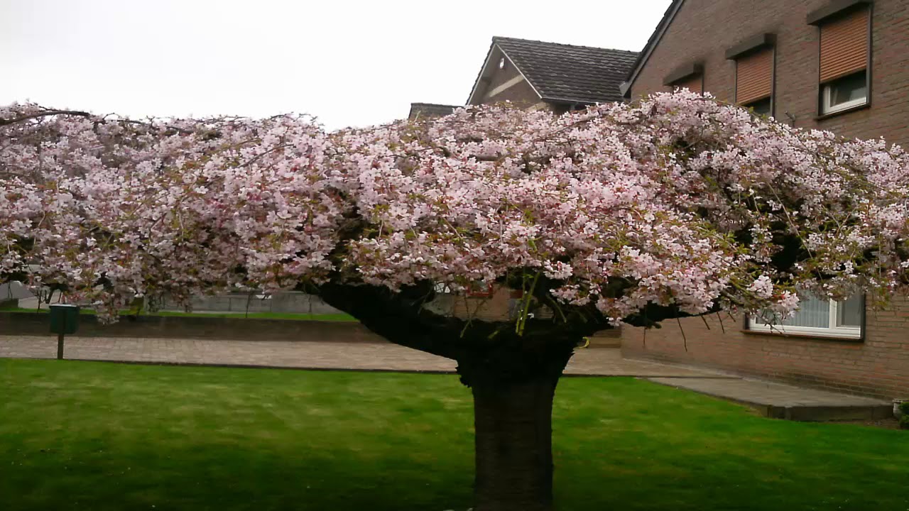 T042 02 Tafsiirka Suuratul  Ashuura@sh Cumar Faaruuq Raximala