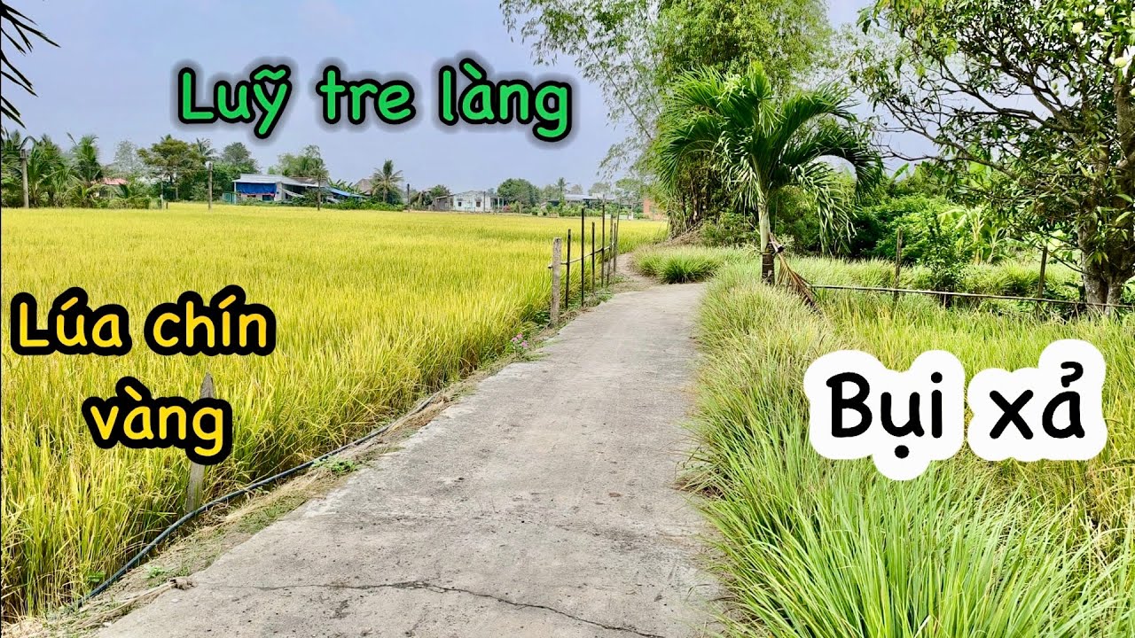 Dưới cái nắng chang chang, đường quê yên bình đến lạ | Lúa chín vàng khắp cánh đồng 