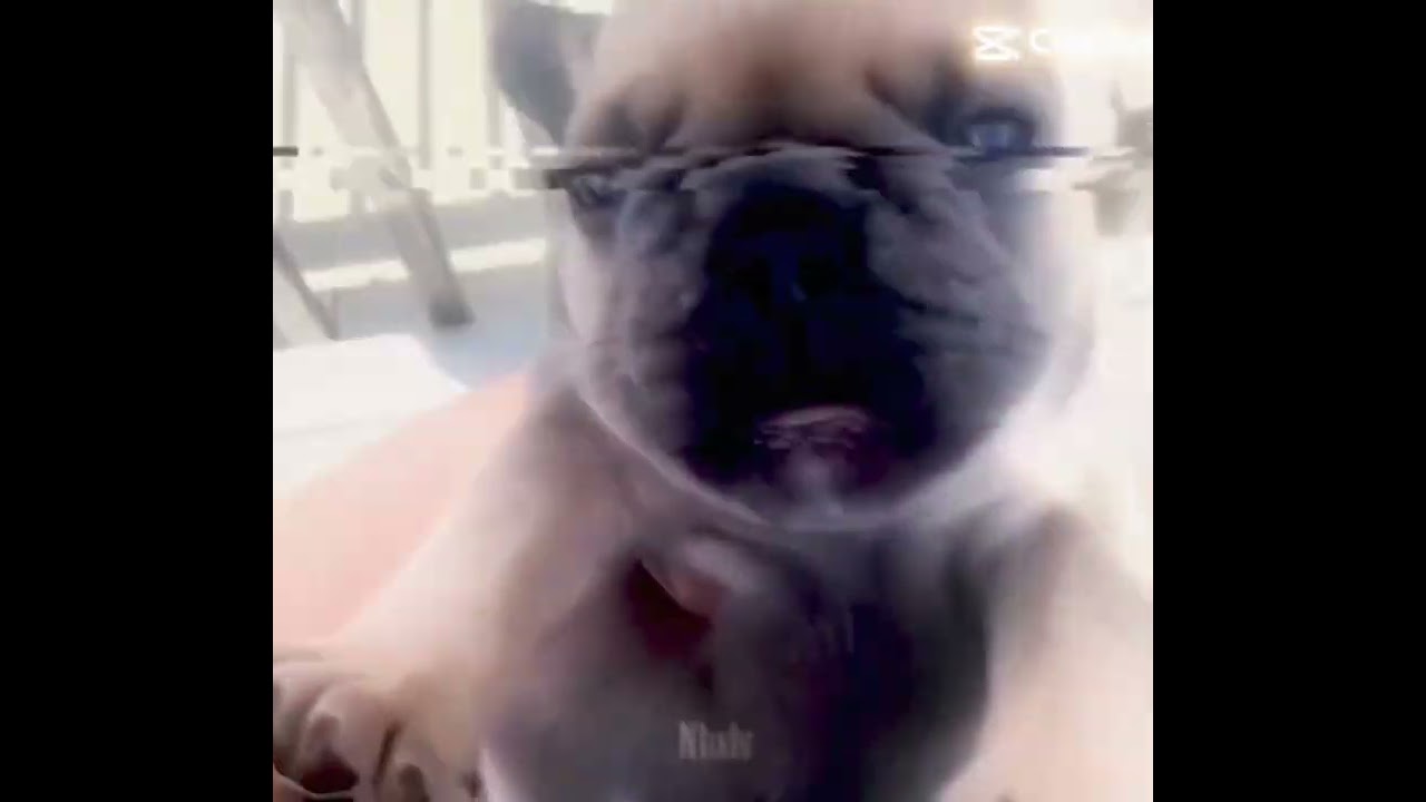 The Pibble The dog edit 