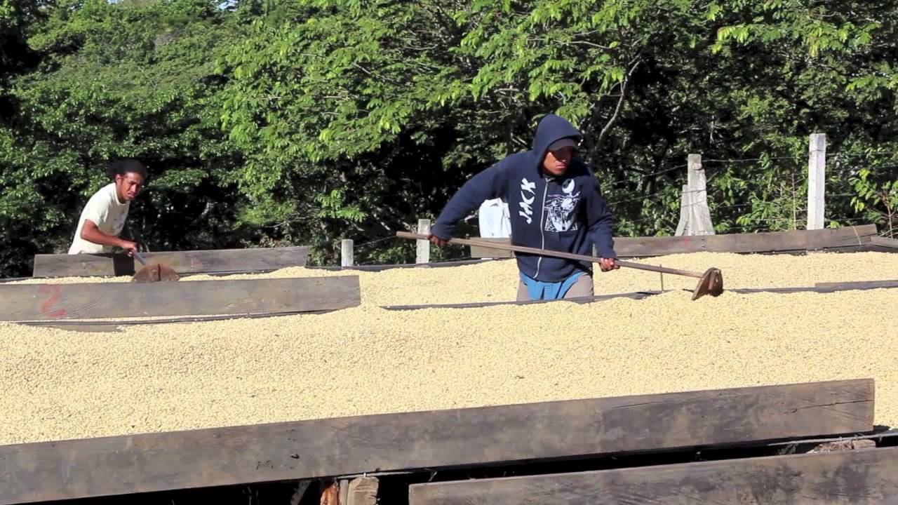 Project Origin - El Salvador (Ona Coffee)