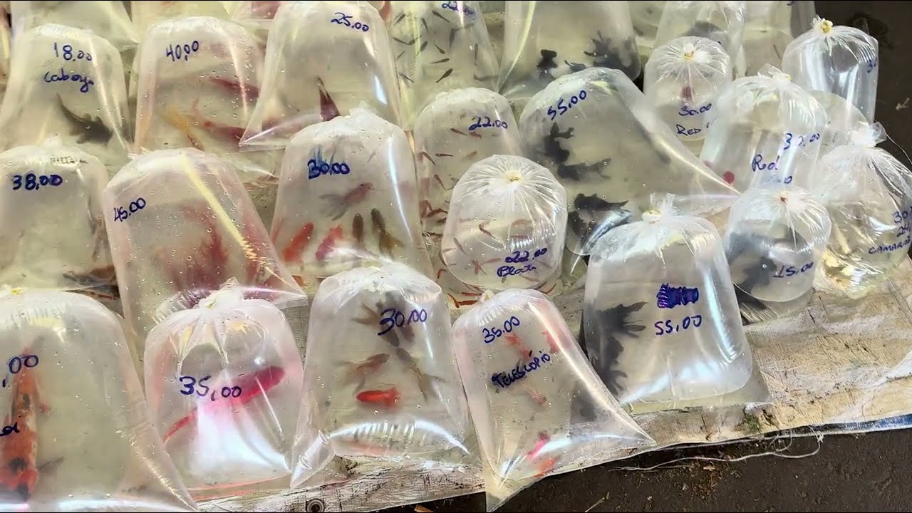 Feira de Peixes no Cecap Guarulhos | Terça Feriado de Carnaval
