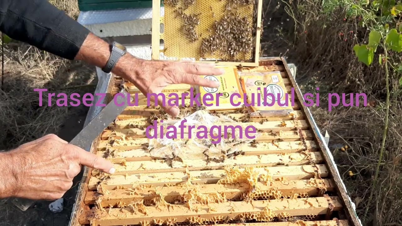 145. Turta proteica eficienta sau nu?