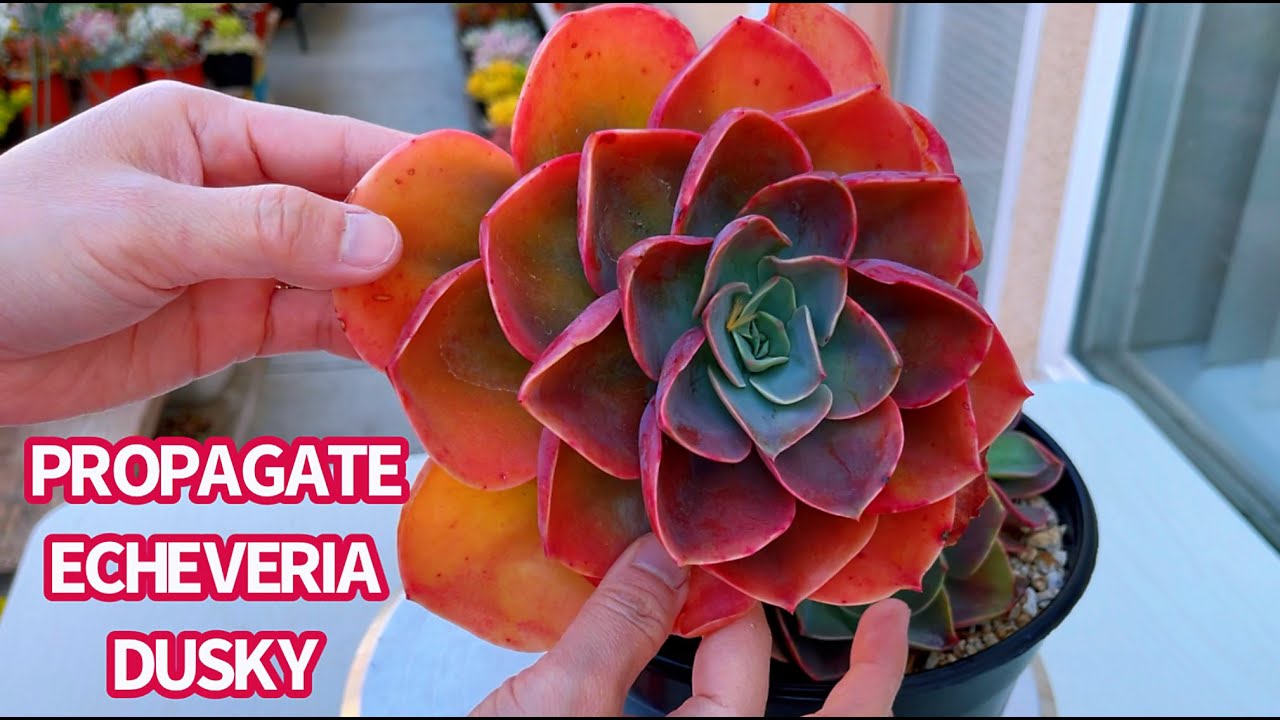 #505 BEHEADING SUCCULENT TO GET MORE SUCCULENT | NHÂN GIỐNG SEN ĐÁ | 다육식물 | 多肉植物 | Suculentas