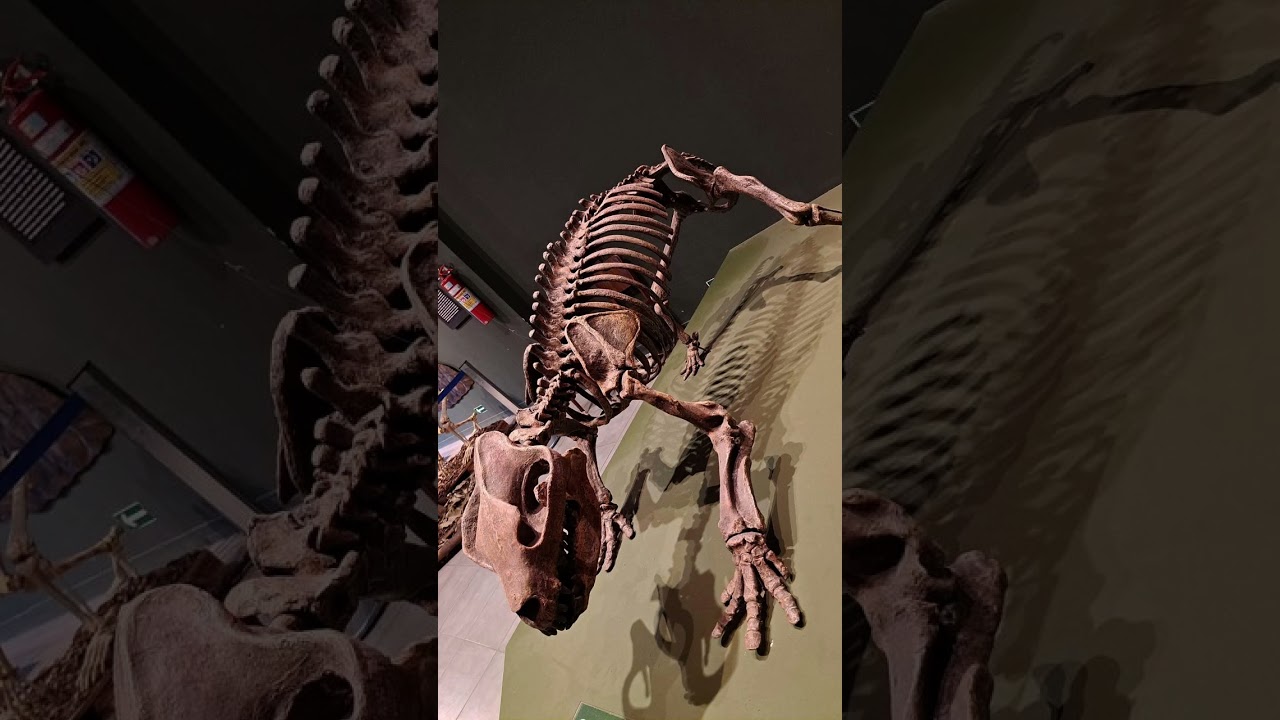 Tour pelo museu de ci&ecirc;ncias naturais em BH