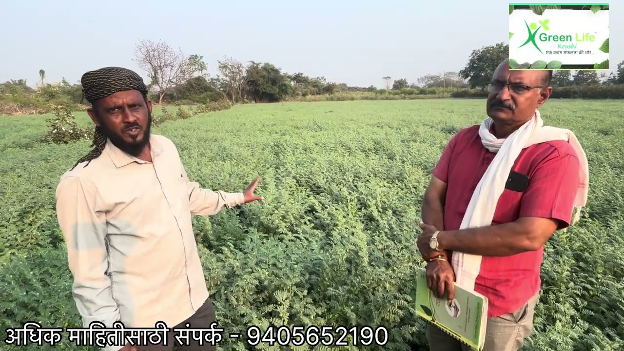 ग्रीनलाईफ ट्रीटमेंट मुळे हरभरा पिकात भेटले जबरदस्त परिणाम ‼️भरपूर फुटवे आणि भरपूर सेटिंग 🌴🌴👍