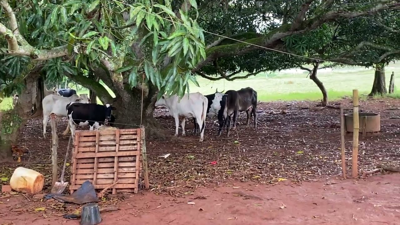 Bom dia 👨‍🌾🙌