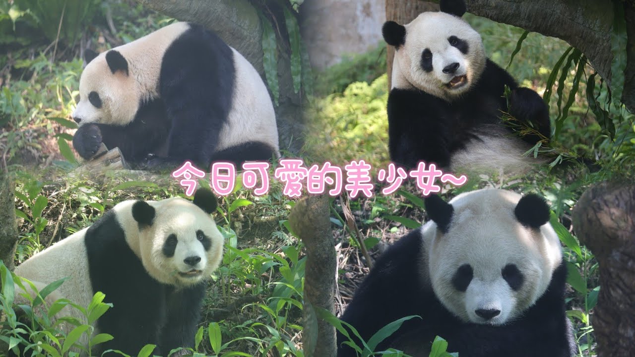 下午的圓寶美少女，頻頻可愛大放送！20260213