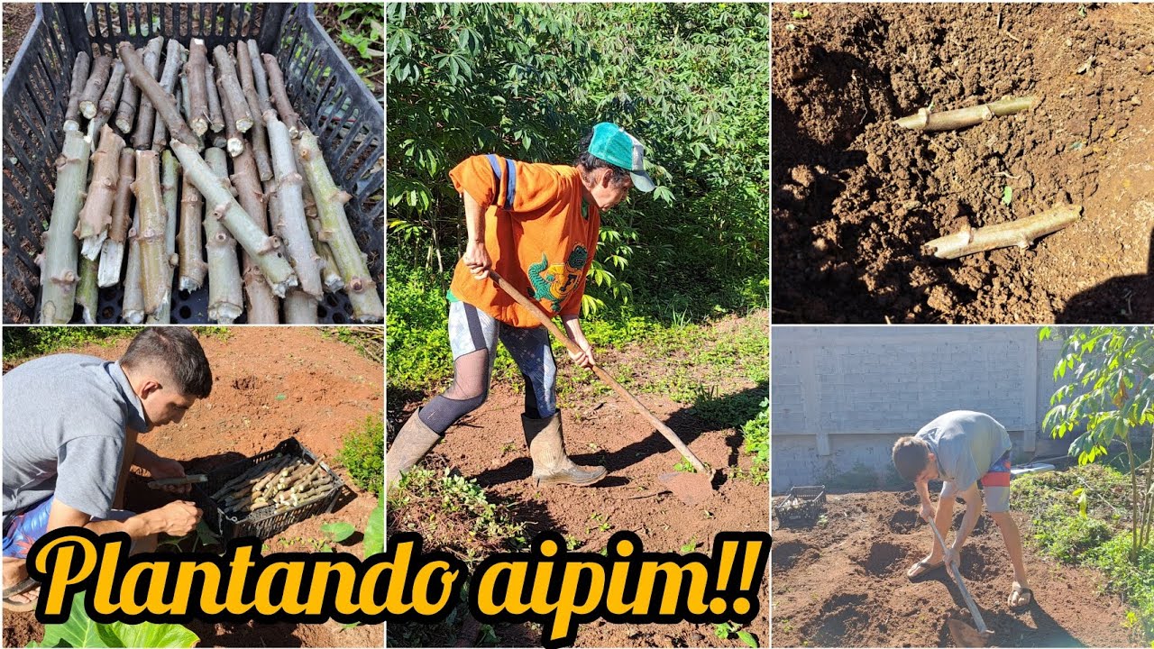 FIZEMOS UM NOVO PLANTIO DE AIPIM!!/PREPARANDO TODO O SOLO PRO NOVO CULTIVO 