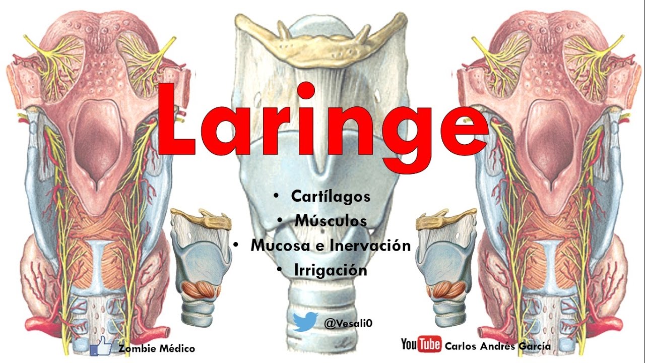 Anatomía - Laringe (Cartílagos, Músculos, Articulaciones, Arterias, Nervios)