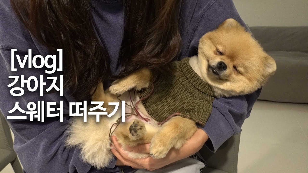eng) 우리집 포메 탑다운 스웨터 떠주기  / 뜨개질 회사 다니는 김대리의 브이로그 / 뜨개질은 역시 바늘이야기 ♥