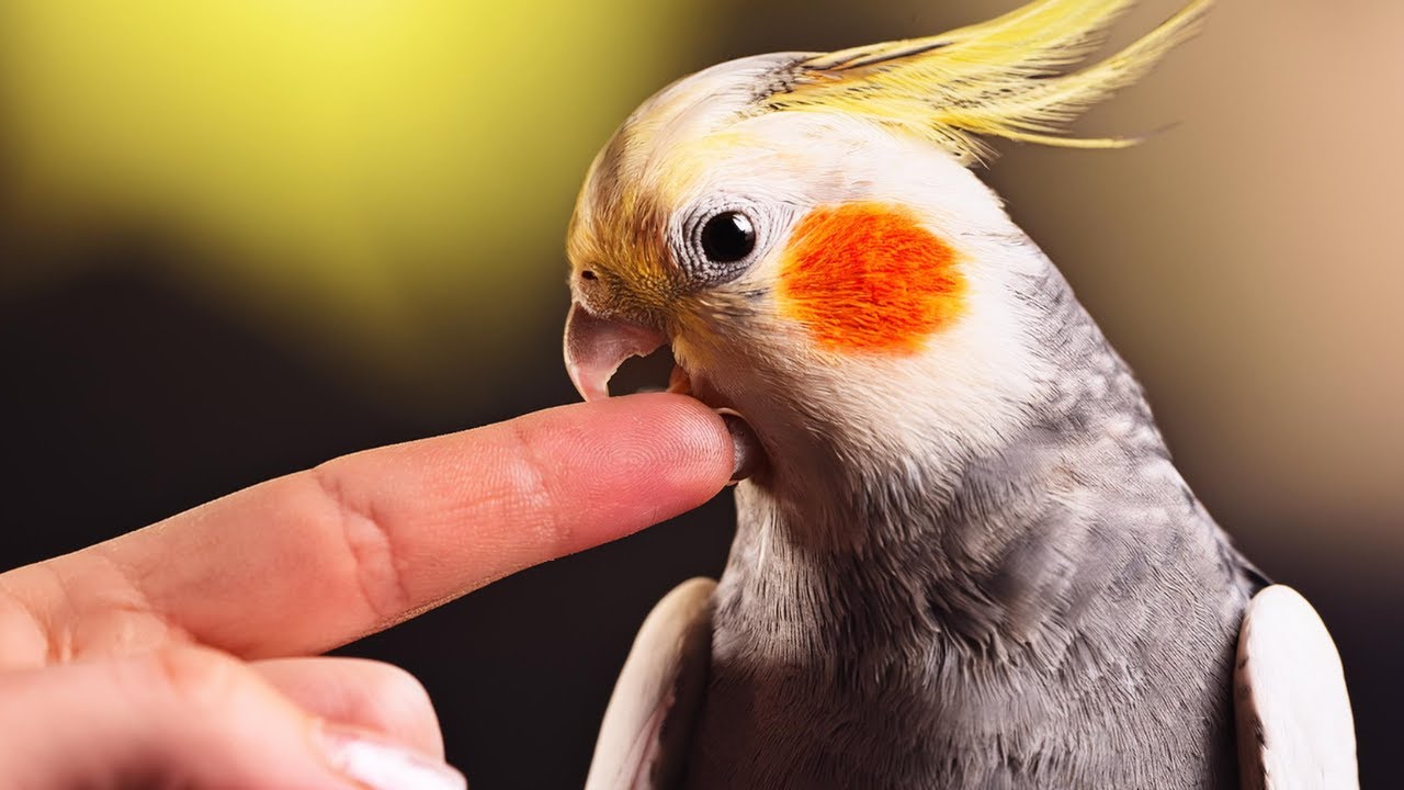 How to Stop Your Cockatiel from Biting? Check Out 10 Solutions to Avoid Being Bitten by a Cockatiel!