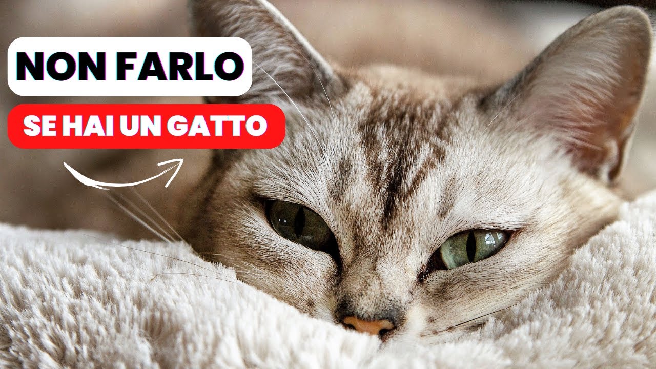 15 Cose che NON Devi mai fare al tuo Gatto