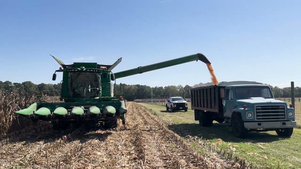 Harvest time for corn trial plots at UMES farm