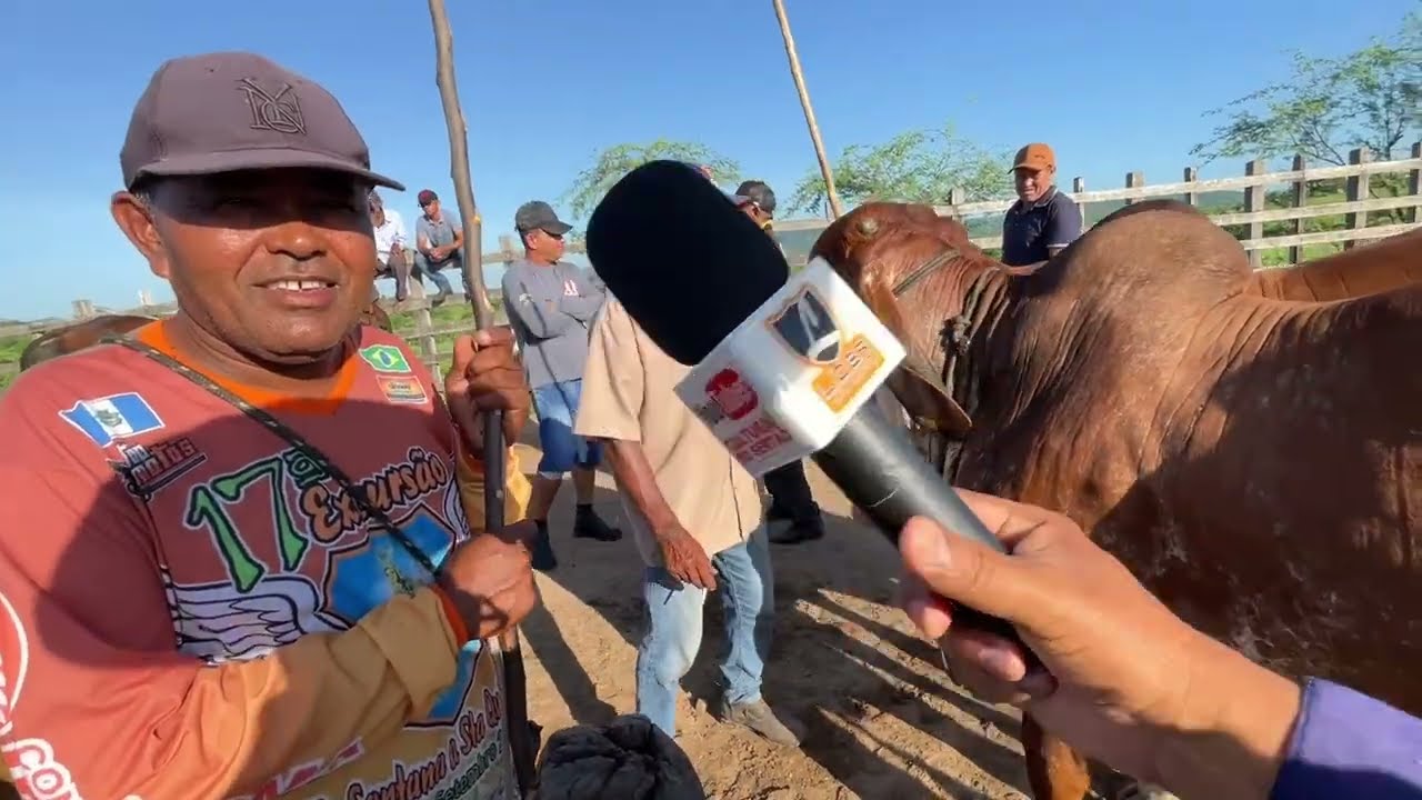 Feira do Gado em Senador Rui palmeira - AL 10 - 03 - 2026 #nordeste 
