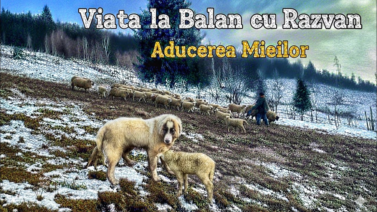 Aducem mieii de anul asta sus la turma de oi - cum reacționează oile dar câinii? #sheep #farmlife