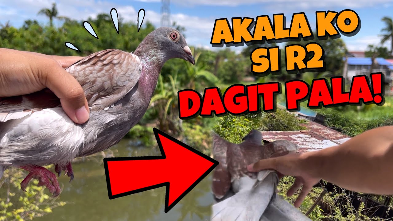 MGA BATANG BOY DAGIT IYAK! NAHULI KO KALAPATI NILA SINGSING BINIYAK 😂