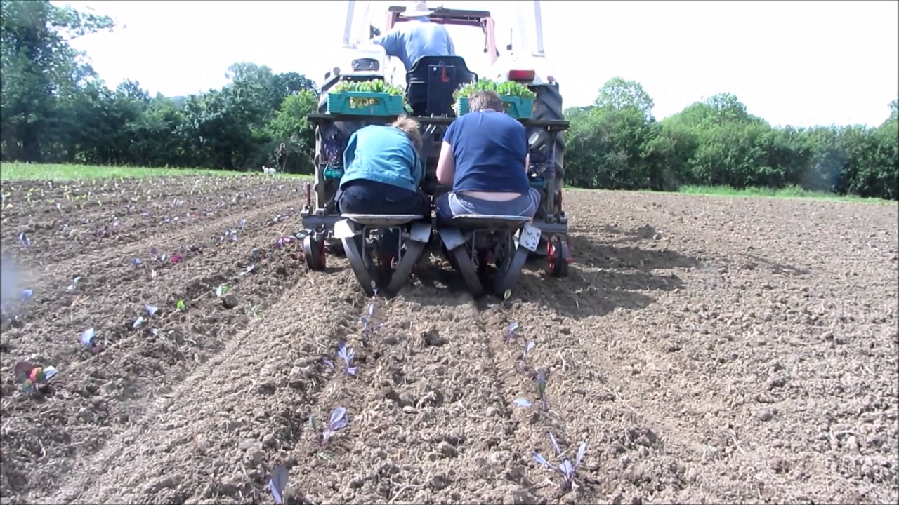 planting Cabbages at SCA Ltd movie