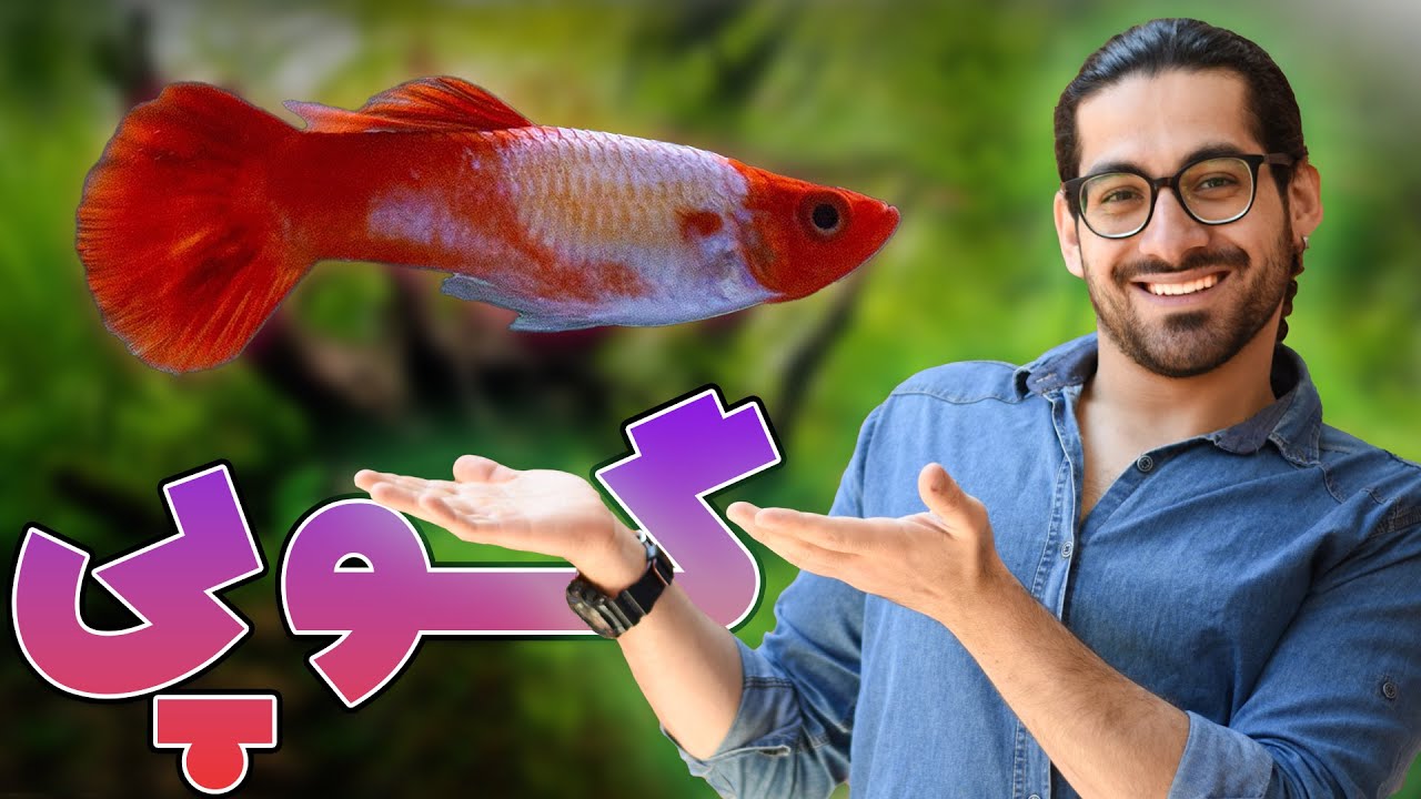 پرورش و نگهداری ماهی گوپی 😍 نکات طلایی