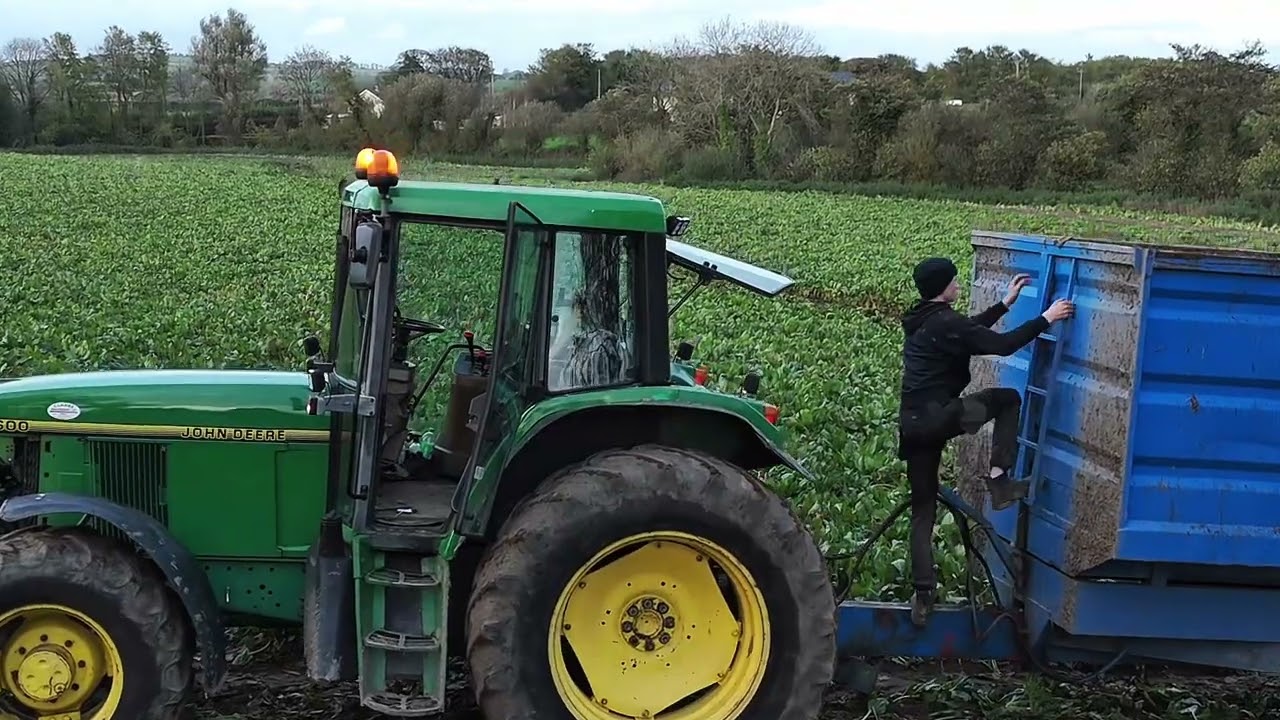 Beet harvest 2025