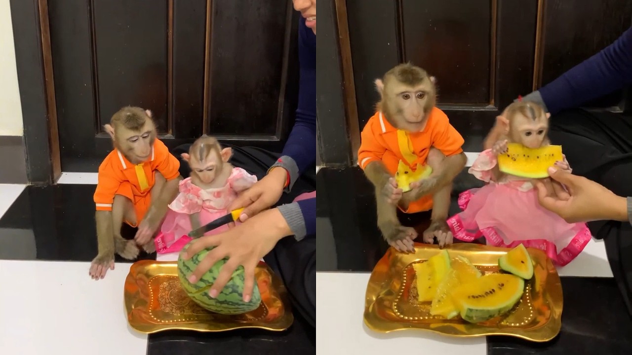 Trying Yellow Watermelon & Purple Rice! 🍉 Baby Monkey Snack Time Compilation