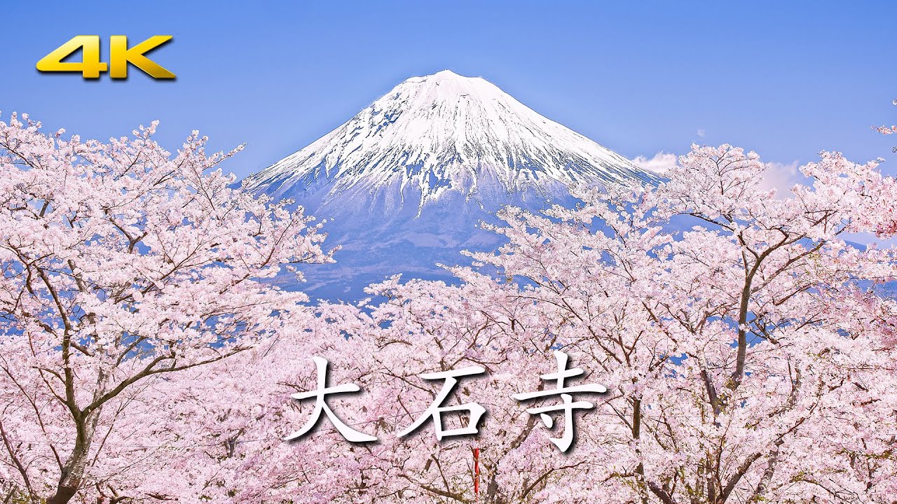 [4K] 大石寺 5000本の桜と霊峰富士 - Mt. Fuji and Cherry Blossoms at Taisekiji Temple - (shot on BMPCC6K)