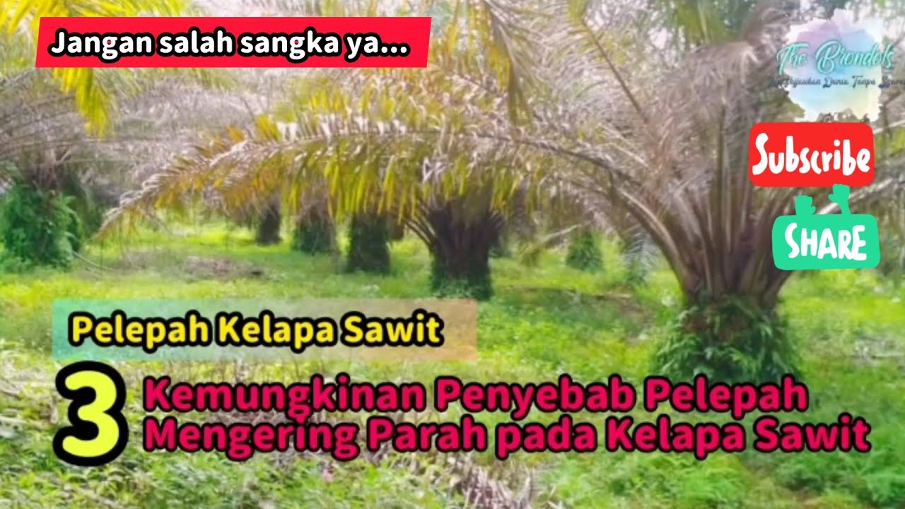 3 Kemungkinan Penyebab Pelepah Mengering Parah pada Kelapa Sawit