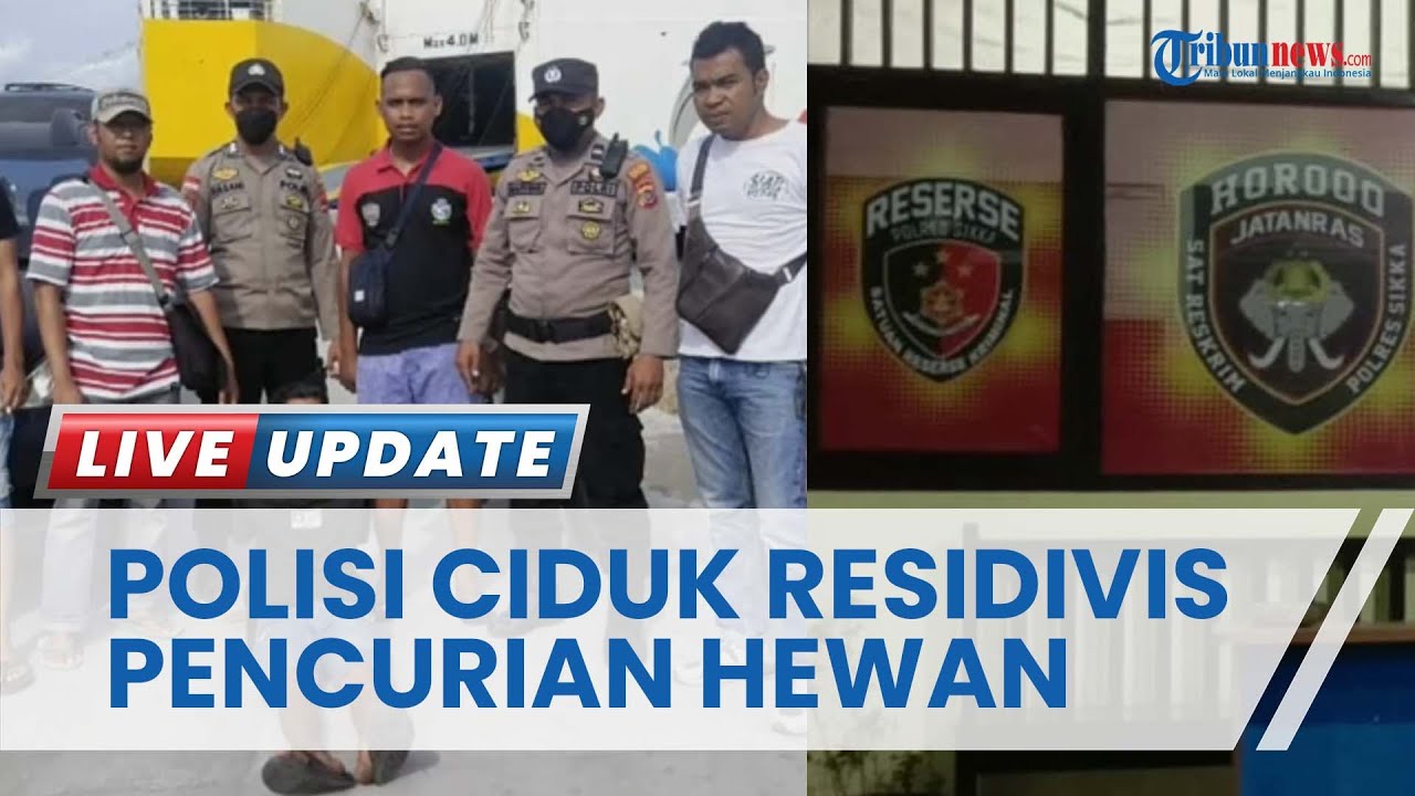 Residivis Pencurian Hewan di Sikka Berhasil Diciduk Polisi saat akan Kabur ke Surabaya