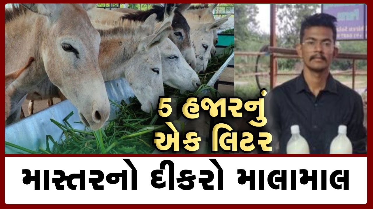 તબેલો નહી પણ Donkey farm ફાર્મ ચાલું કર્યું ll ગધેડીના દૂધનો 5 હજાર ભાવll લાદ અને મૂત્રની પણ ડિમાન્ડ