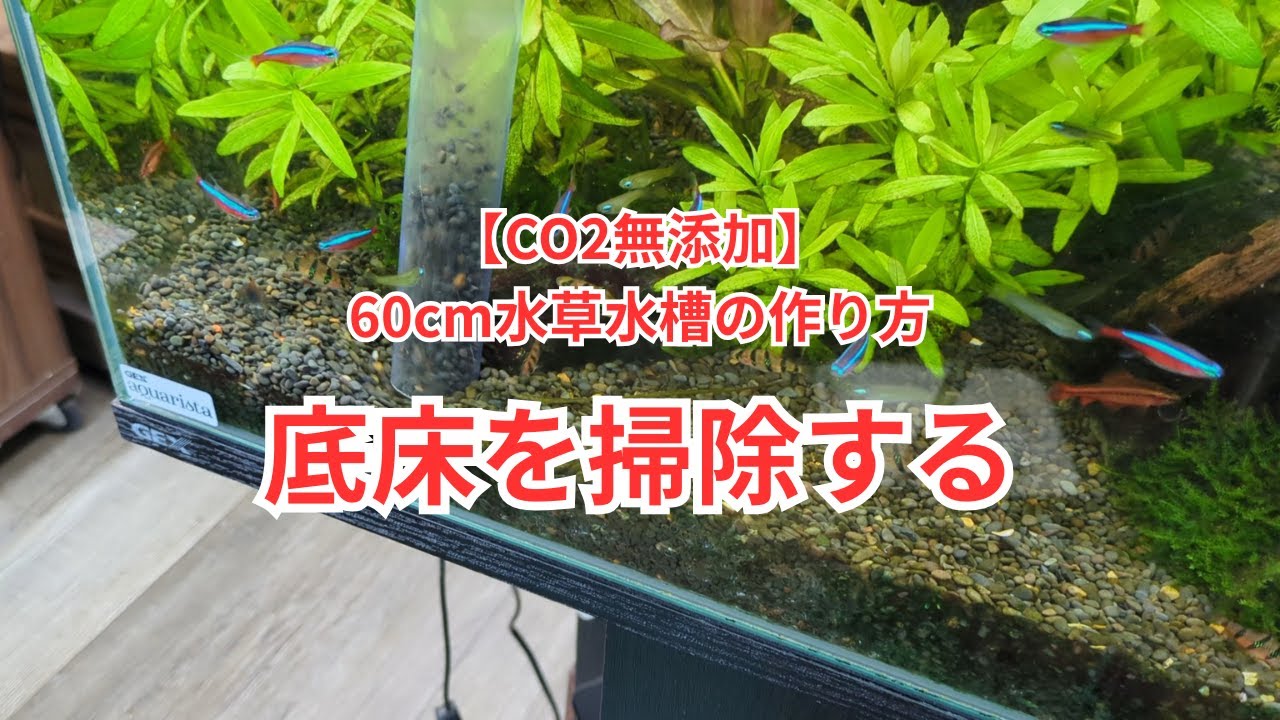 【CO2無添加で作る60cm水草水槽】底床掃除をする様子をご紹介します