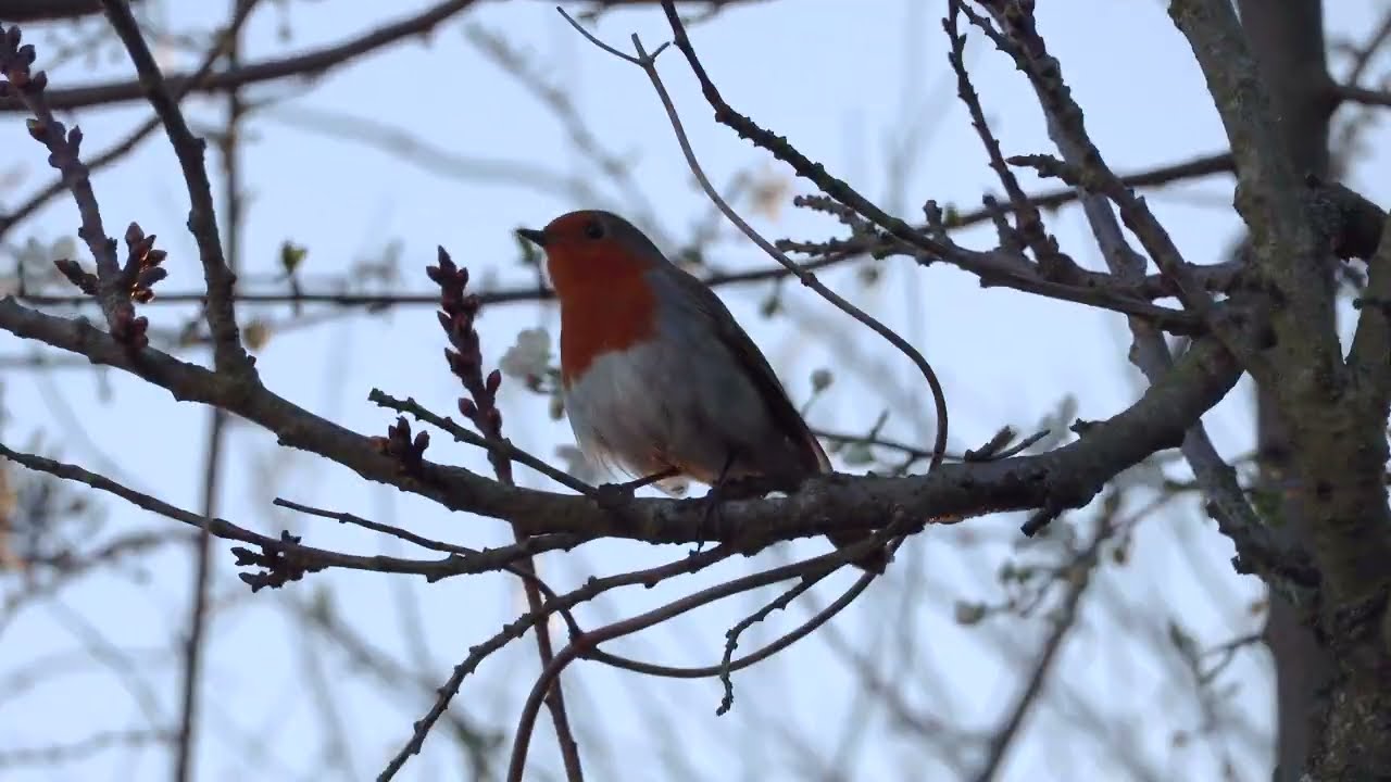 Robin and wrens 020326 pm