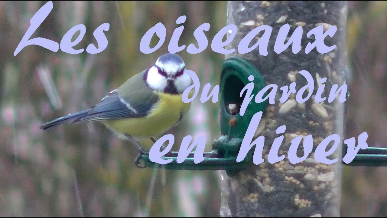 Les oiseaux du jardin en hiver.