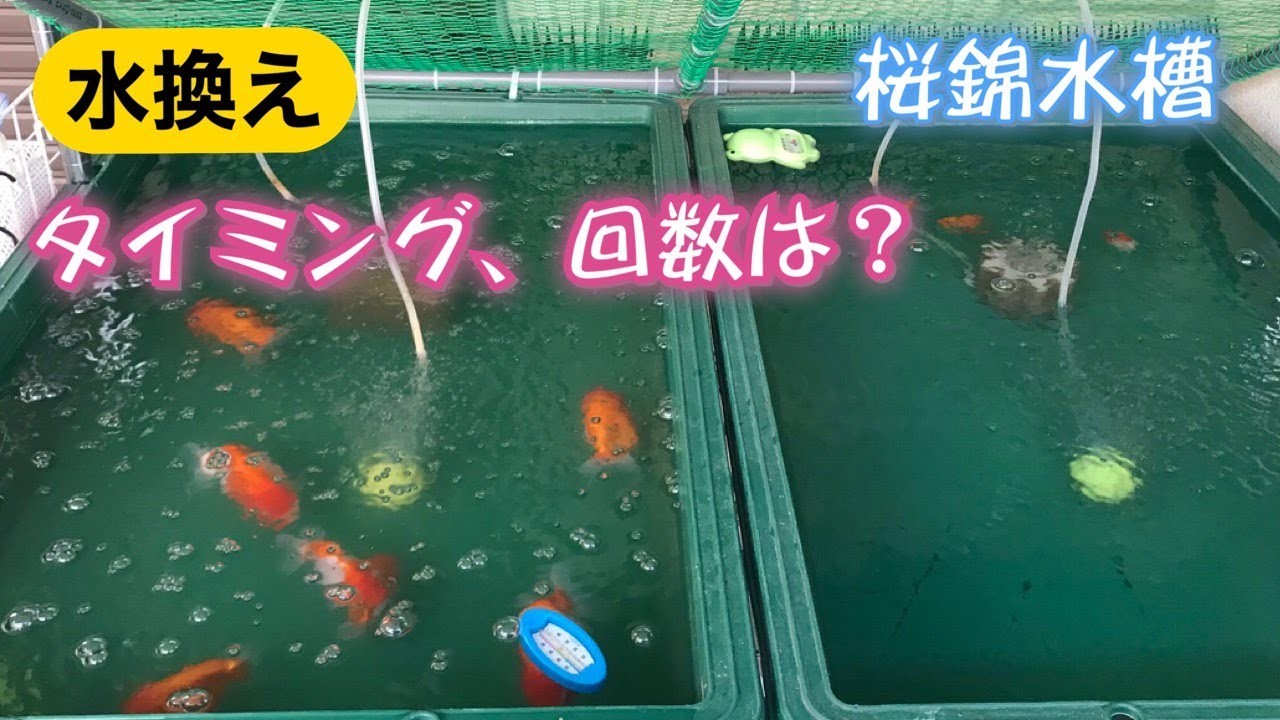 ［金魚 らんちゅう 飼育］水換えのタイミング・回数・方法 教えます