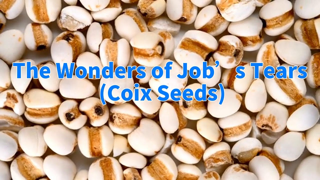 The Wonders of Job&rsquo;s Tears (Coix Seeds)