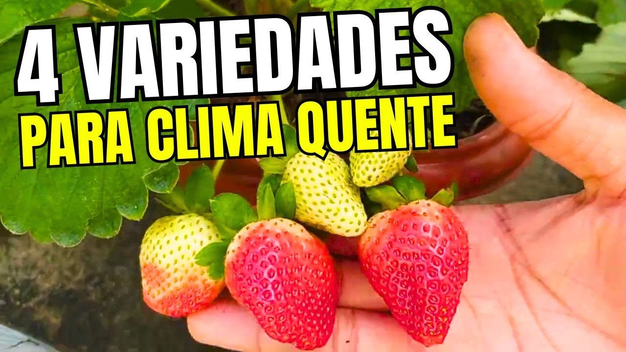 As 4 Melhores Variedades de Morangos para Produzir o Ano Todo! (Clima Quente)