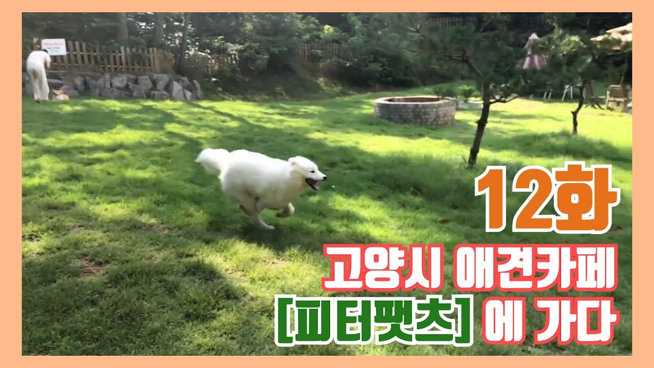 [타비's Vlog] 12. 사모예드 / 강아지들의 자유?를 맛 볼 수 있는 애견카페 '피터팻츠' 에 가다