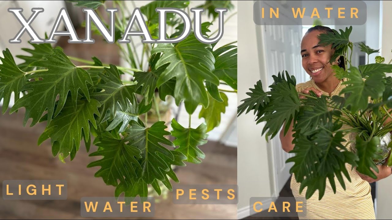 Филодендрон / Thaumatophyllum Xanadu | СВЕТ, ВОДА, ВРЕДИТЕЛИ, СОВЕТЫ ПО УХОДУ