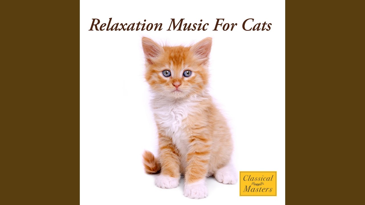 Small Cat, Big Heart