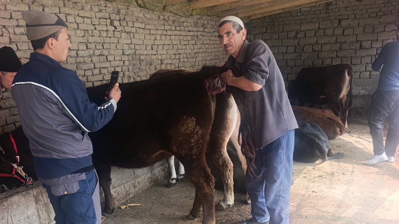 Chorva Boston в прямом эфире!☎️902206515